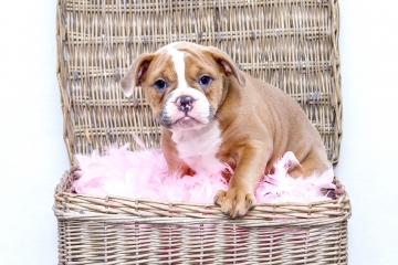 Puppy in een mand met roze veren