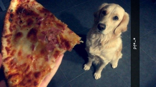 hond-bedelt-om-pizza.jpg