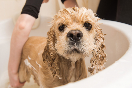 binden fysiek Uitgebreid Jouw hond wassen begint met de juiste shampoo | WelloPet
