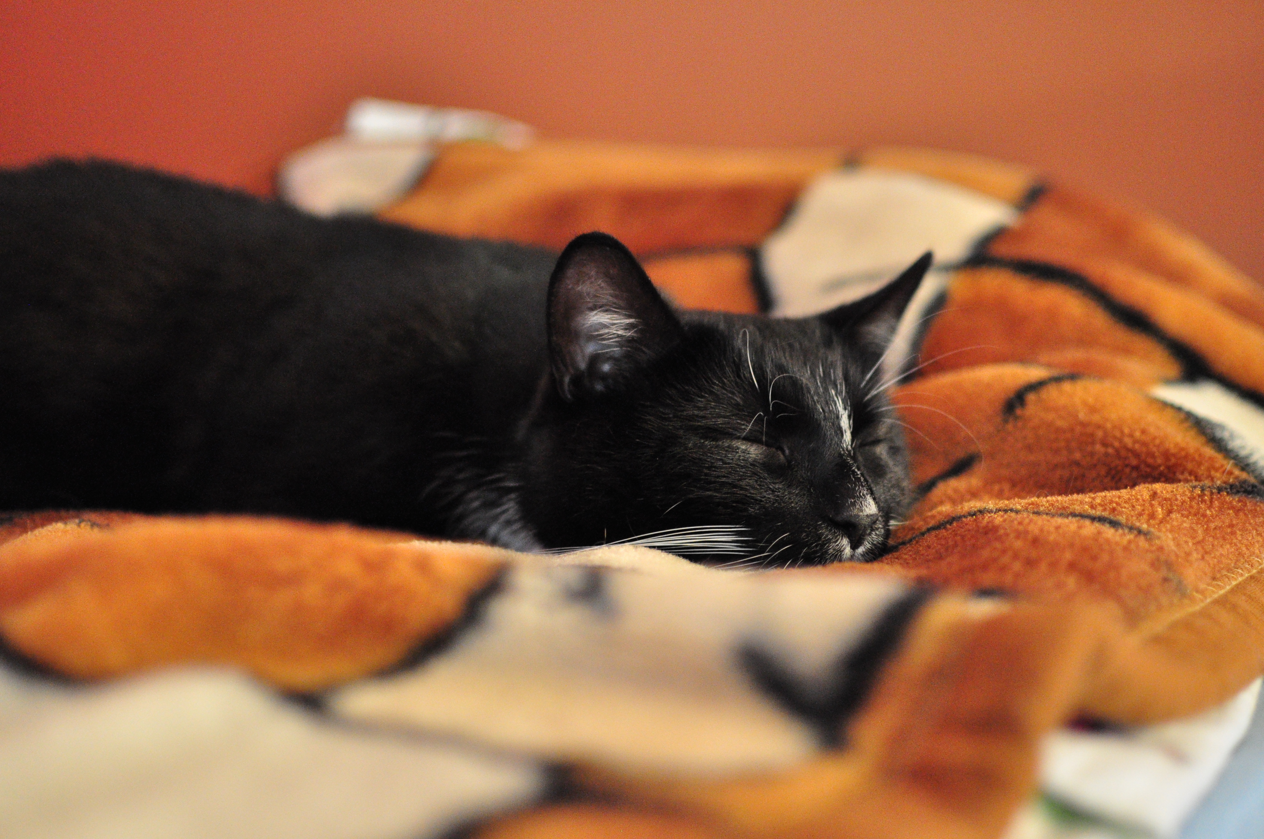 kat slaapt op verse lakens, als het een onzindelijke kat is dan kan ze urineren op verse lakens omdat die geur aan haar eigenaar doet denken