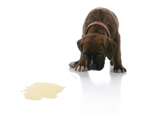 Sada smaak Stroomopwaarts Top 10 fouten bij de opvoeding van jouw puppy | WelloPet