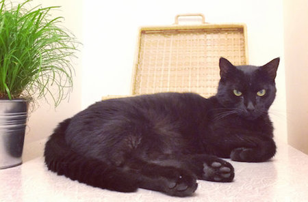 nieuwe kat_768x505.jpg