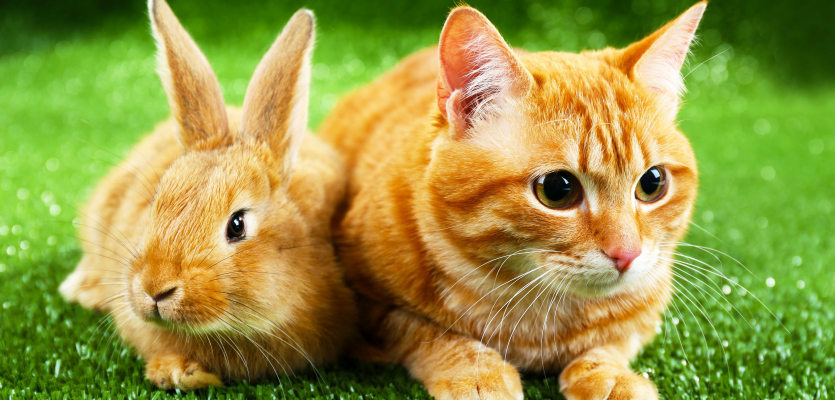 Kwijtschelding interferentie ondersteuning Kunnen een kat en een konijn in vrede samenleven? | WelloPet