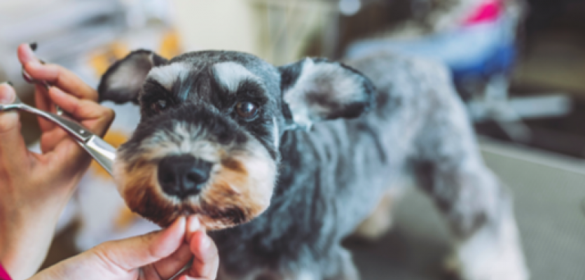 Prooi Nadenkend warm Je hond zelf trimmen: 6 risico's | WelloPet