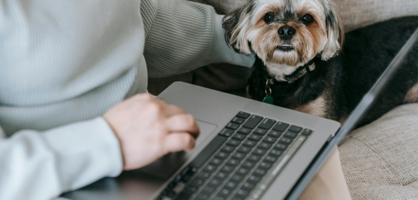 Hond kijkend in de camera naast een computer voor hondenras