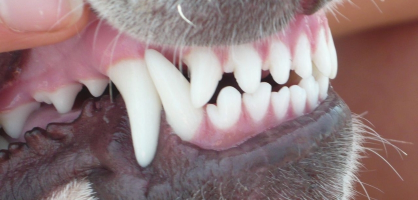 voor een goede tandverzorging voor je hond | WelloPet