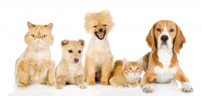 koper snor gesprek Vlooien en teken bij honden en katten | WelloPet