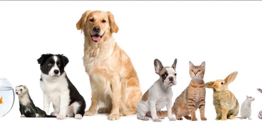 Banyan West Sinis Een hond, kat of cavia? Welk huisdier past het beste bij jou? | WelloPet