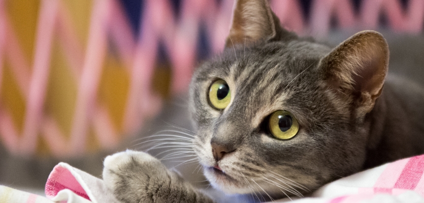 Huis Durven kubus Alles wat je moet weten over de verzorging van katten | WelloPet