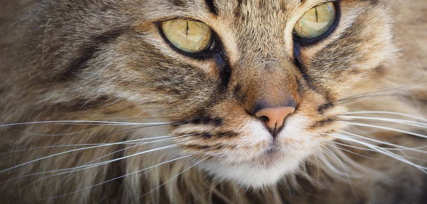Ga naar beneden vertaler zuiger Hoe haarballen bij katten voorkomen? | WelloPet