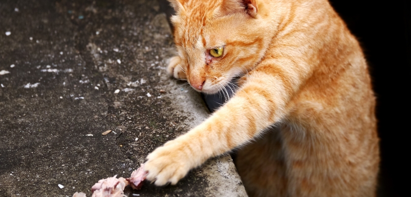 Flikkeren tiener Ook Voedselallergie bij katten | WelloPet