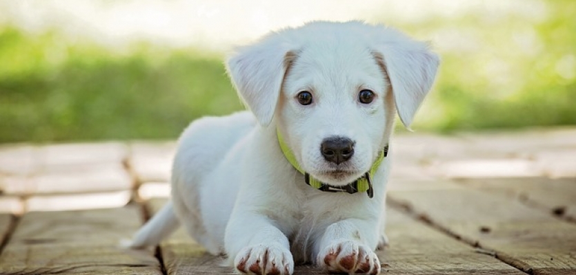 Bestaan Zeep verkenner Een nieuwe puppy in huis: wat nu? | WelloPet