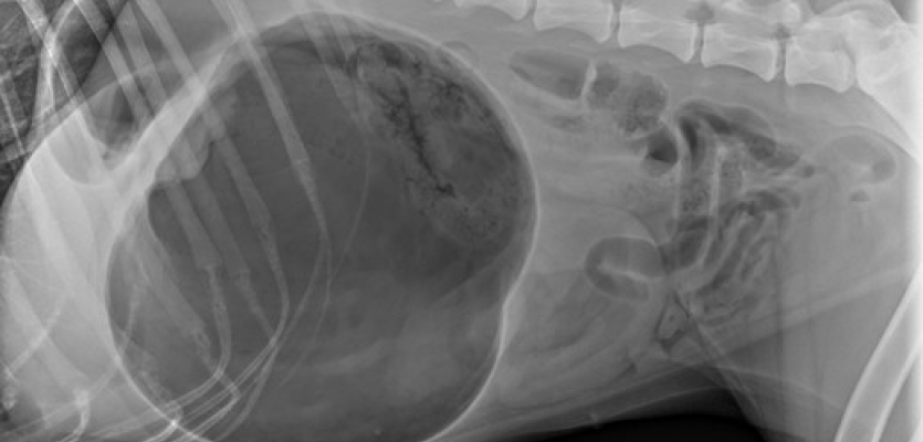 gastropexie