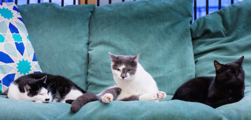 katten_introduceren