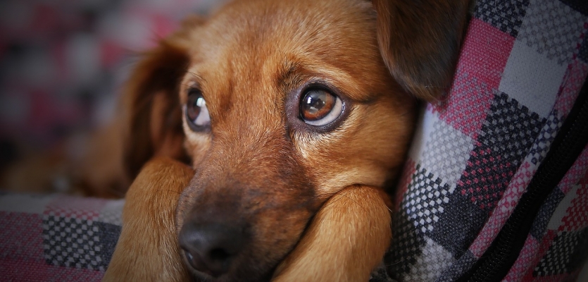 aangenaam boezem Niet doen Puppy Praktijk⎥7 oplossingen voor ongewenst gedrag | WelloPet