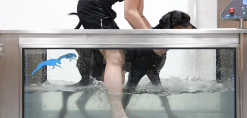Onderwaterloopband met hond