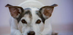 Liggende hond kijkend in de camera - levensstijl met hond