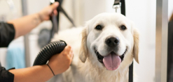 Hond bij trimmer