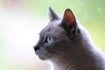 kattenbakbenodigheden