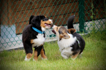 Spelende puppy's