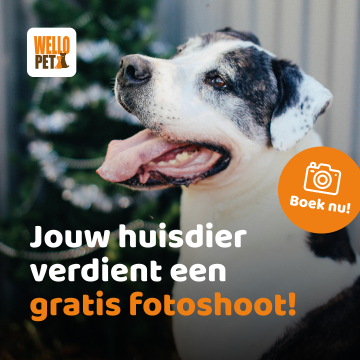 fotoshoot hond
