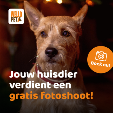 fotoshoot hond