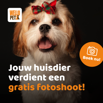 fotoshoot hond