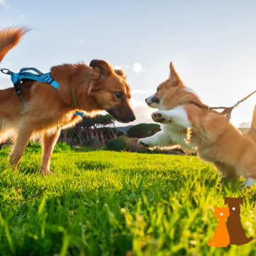 puppy socialisatie