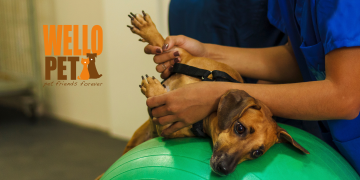 fysiotherapie hond