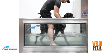 waterloopband hond