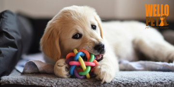 puppy