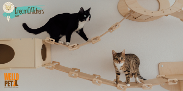 catify your home