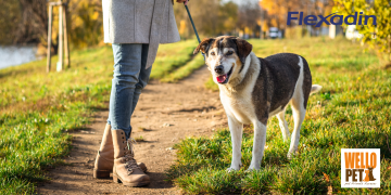 hond bewegen