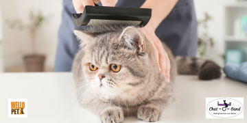 kat trim