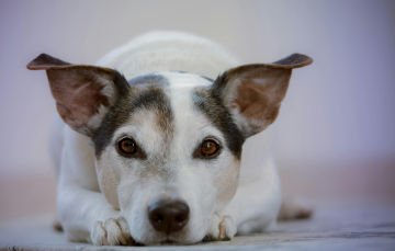 Liggende hond kijkend in de camera - levensstijl met hond