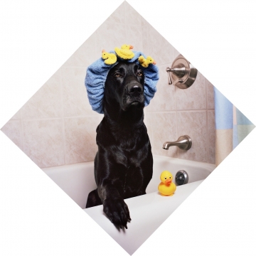 Hond in bad met een badmuts, een goede verzorging is af en toe de vacht wassen