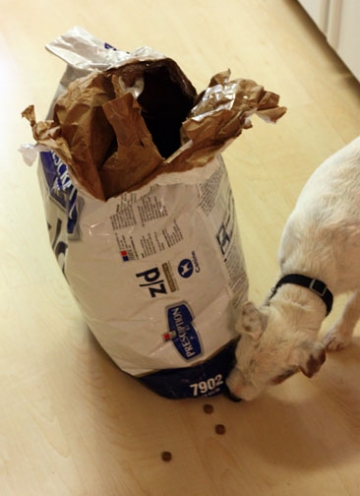 Hond snuffelt aan een zak met hondenkorrels