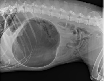 gastropexie