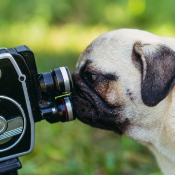 Photoshoot hond