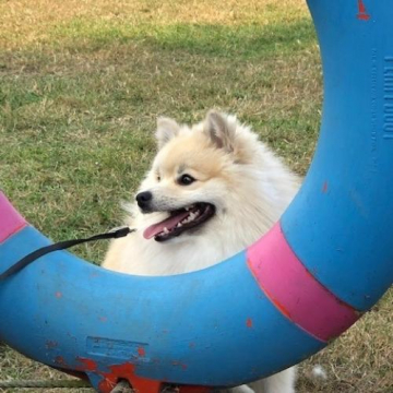 Pet Friend Academy