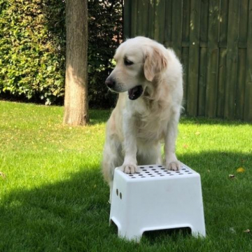 Pet Friend Academy
