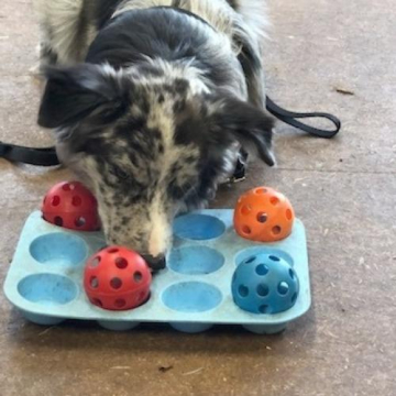 Pet Friend Academy