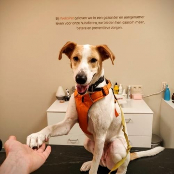 Pet Friend Academy