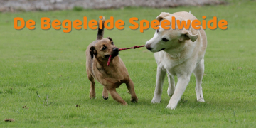 De begeleide speelweide mini's