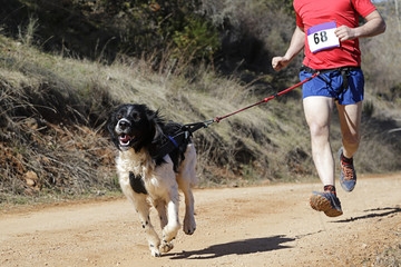 Samen lopen met hond