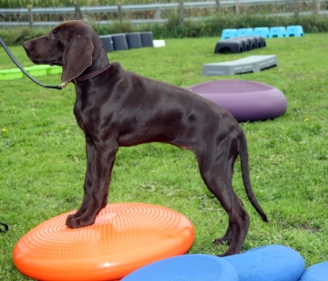 Body & Balance bij honden