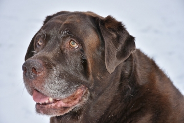 Massage hond senior