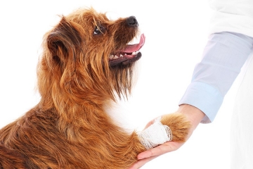 Hond wondverzorging