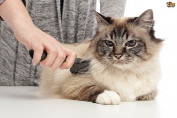 Huid en vacht kat