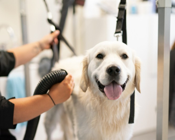 Hond bij trimmer